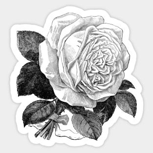 White Rose Vintage Botanical Illustration Sticker